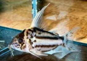 Corydoras CW28 XL